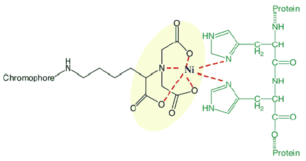 Interaction of a Ni-NTA-chromophore with an oligohistidine tagged protein.